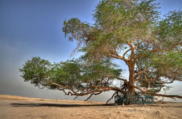 10 удивительных деревьев Земли