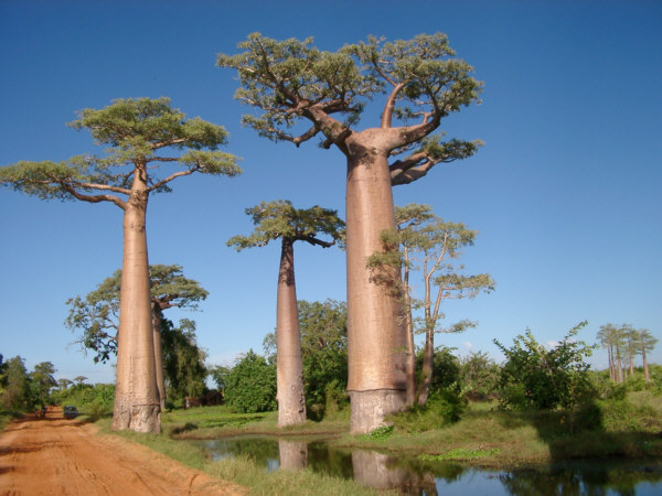 10 удивительных деревьев Земли
