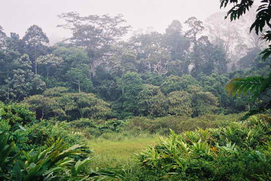 Красота древнего тропического леса Таман-Негары — Малайзия