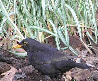 Как привлечь птиц в сад