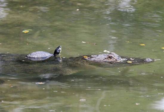 Крокодилы дружат с черепахами?
