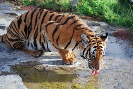 50 интересных фактов о тиграх