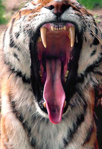 50 de fapte interesante despre tigri