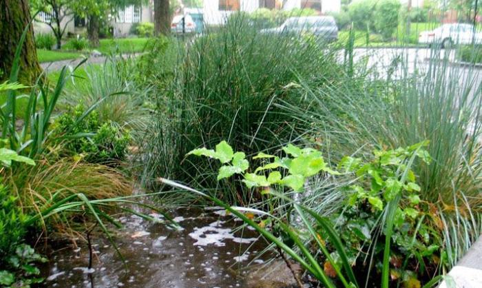 Exemple de peisaje durabile - a trăi cu ploaie