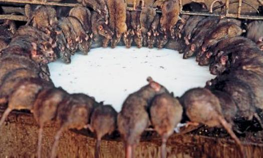 Крысы наводят ужас на горожан 