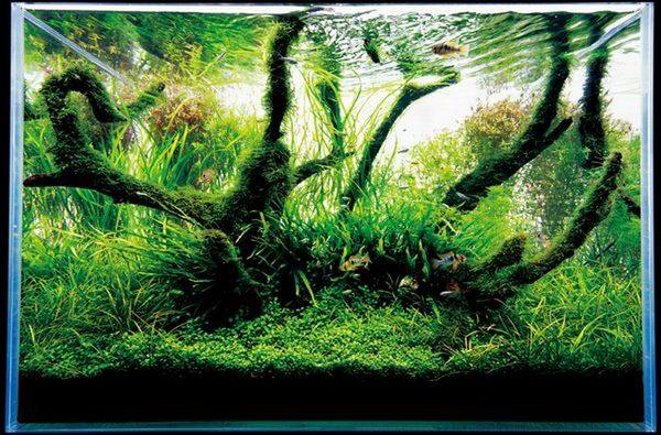 Grădinile subacvatice din acvariile Takashi Amano
