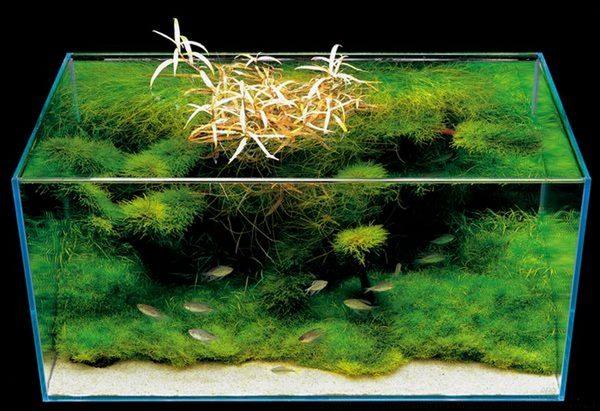 Grădinile subacvatice din acvariile Takashi Amano