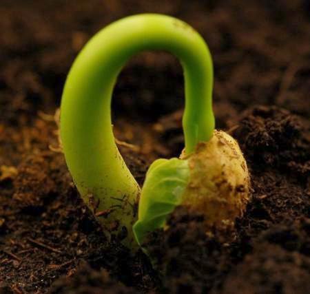 5 ценных маленьких растений, которые стОит включить в свой питательный рацион 