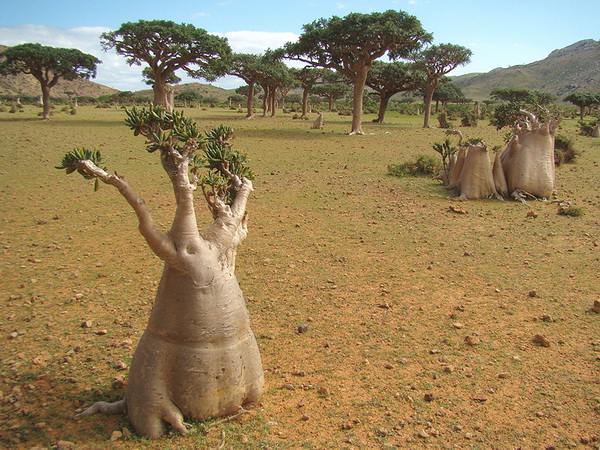 Insula Socotra - peisaje exotice