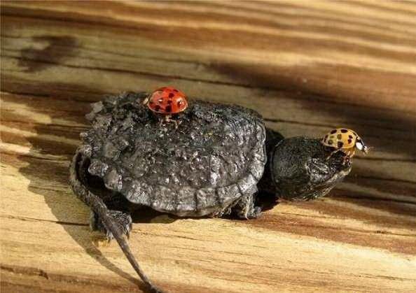 Din viaţa unei broaşte ţestoase minuscule
