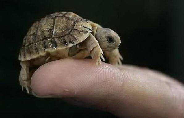 Din viaţa unei broaşte ţestoase minuscule
