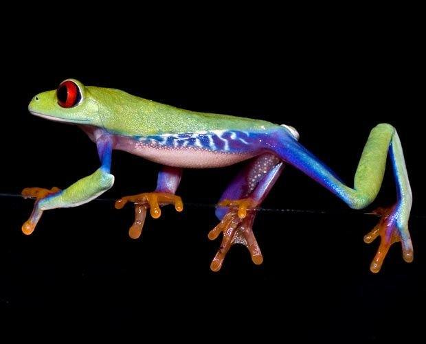 Лягушки с необычной окраской
