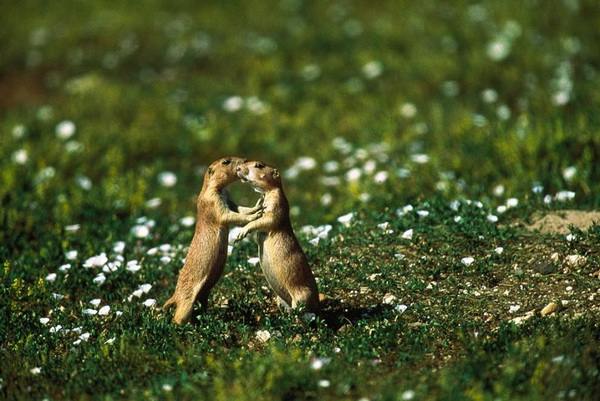 Фотофакт: Любовь в мире животных