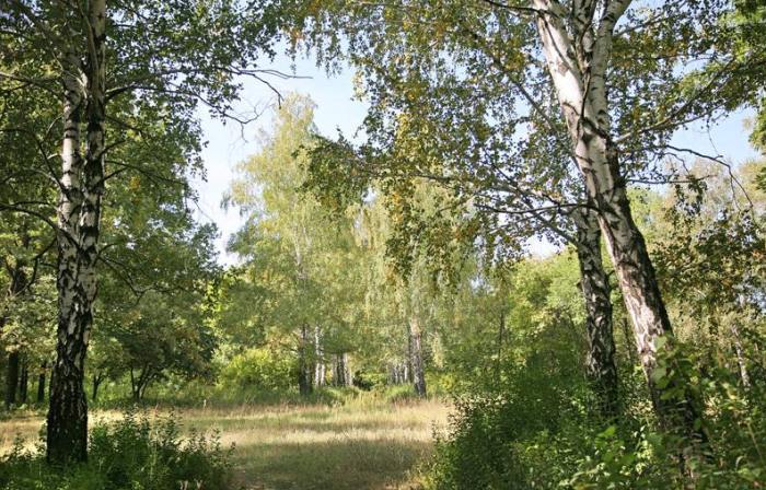 În stepele din Doneţk creşte cea mai mare pădure din Europa, creată de mâna omului. Istoria lui Victor Graff