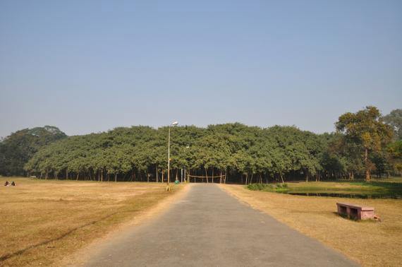 Баньян: дерево - лес