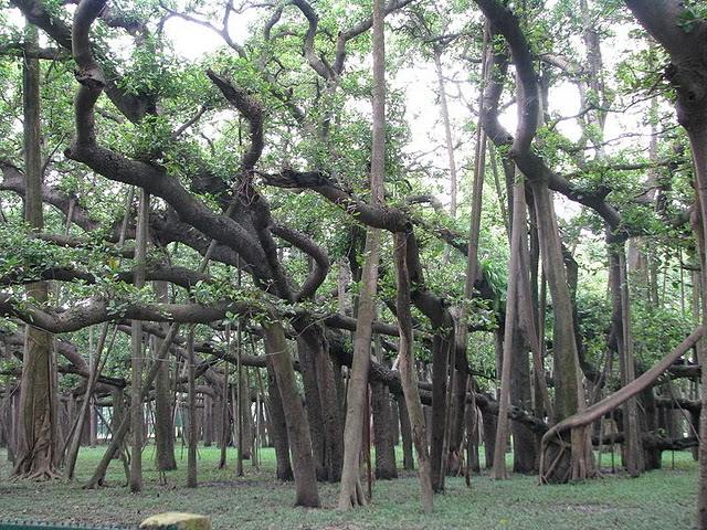 Баньян: дерево - лес