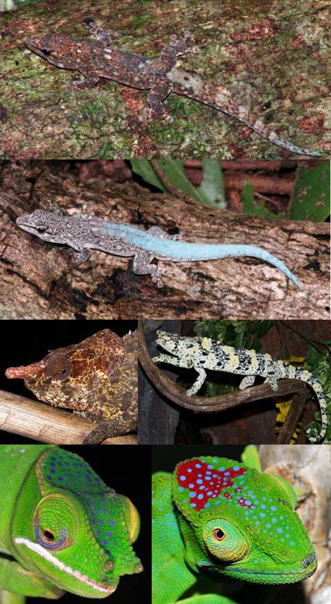 На Мадагаскаре обнаружено 615 новых растений и животных