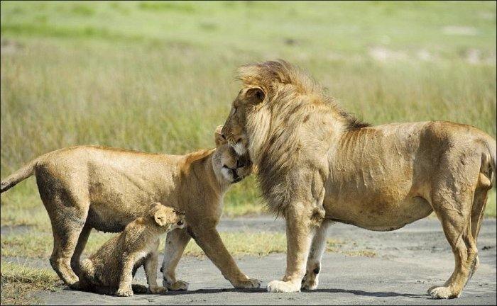 Ссора и примирение в семье львов