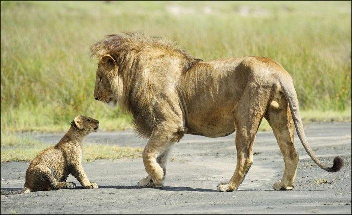 Ссора и примирение в семье львов