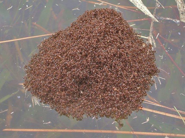 Capacitatea de plutire a furnicilor de foc va ajuta la crearea materialelor impermeabile noi şi îmbunătăţirea tehnicii de lucru