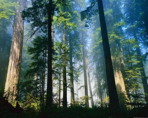 Роль деревьев: формируем общество, определяем будущее