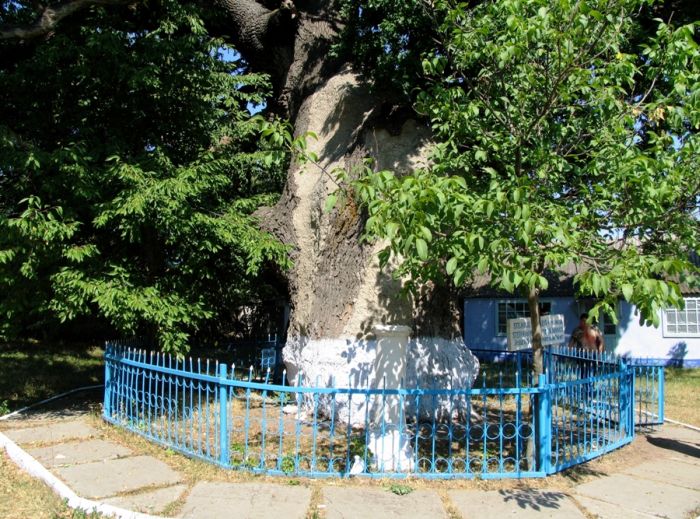 Stejarul de 700 ani din s. Cobîlea, Șoldănești