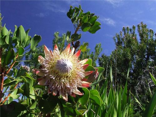 Чем вызвано гиперразнообразие флоры в Капской области Африки?