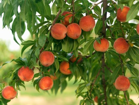 Красота и здоровье: съешьте персик и будьте как персик