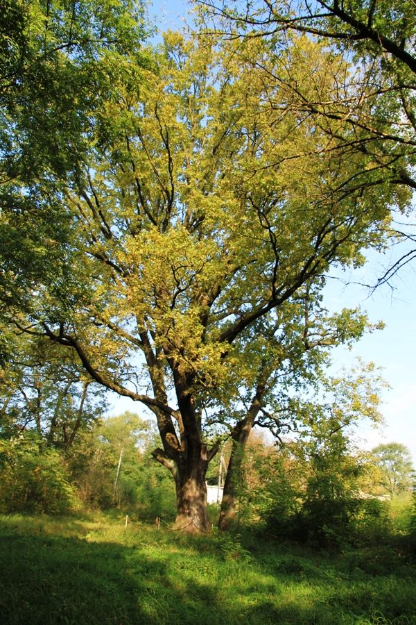 Stejarul de 400 ani, sat. Lipcani, Briceni