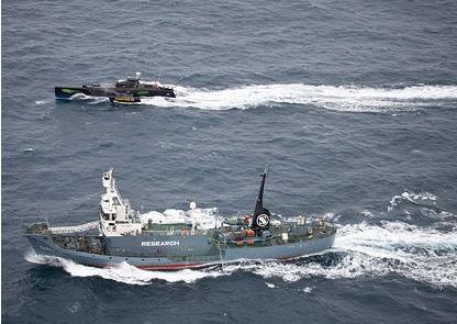 Sub presiunea activiştilor Japonia a renunţat la vânătoarea balenelor 