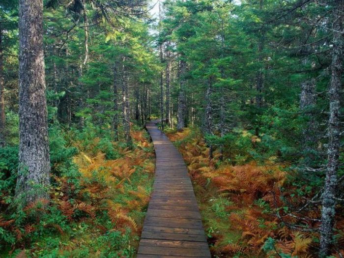 Unele fapte despre pădurile boreale