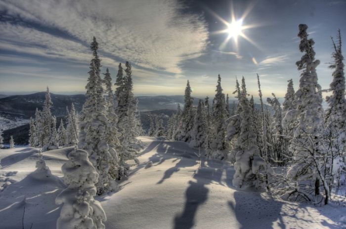 Unele fapte despre pădurile boreale