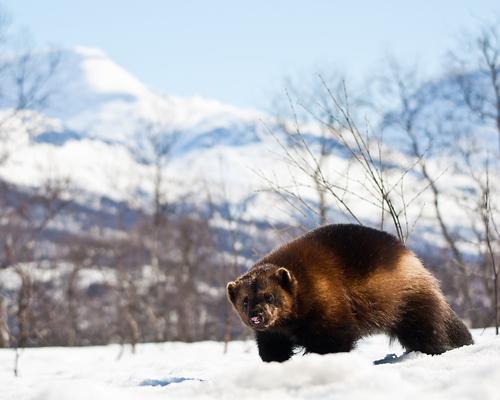 13 animale din zona arctică