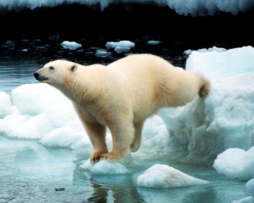 13 животных Арктики