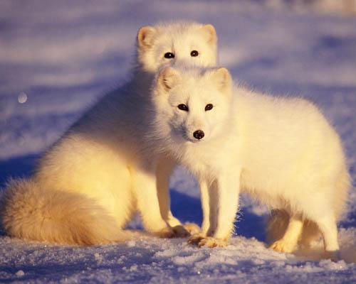 13 животных Арктики