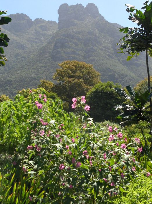 Grădina Botanică Natională Kirstenbosch (+Foto)