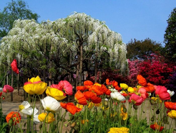 Parcul de flori japonez Ashikaga