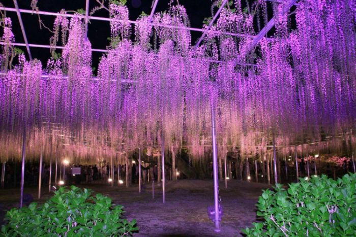 Японский Парк цветов Асикага