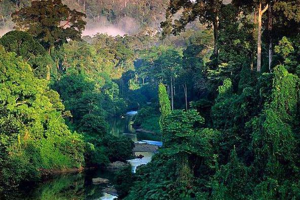 Биологическое разнообразие Амазонии: преимущества экотуризма