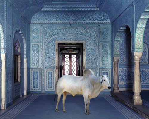 India Song: decoraţiuni interioare cu animale (Foto)