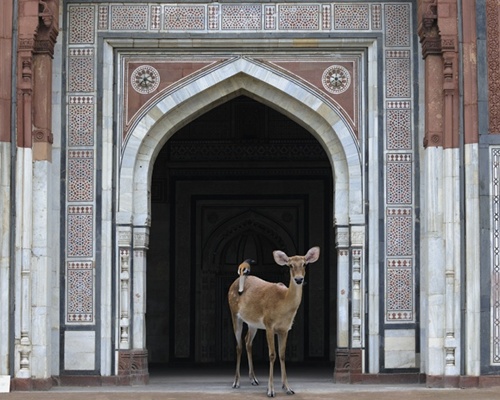 India Song: животные в интерьерах (Фото)