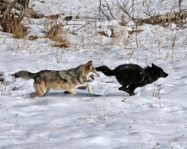 Животные изменяются вместе с природой: исследование волков
