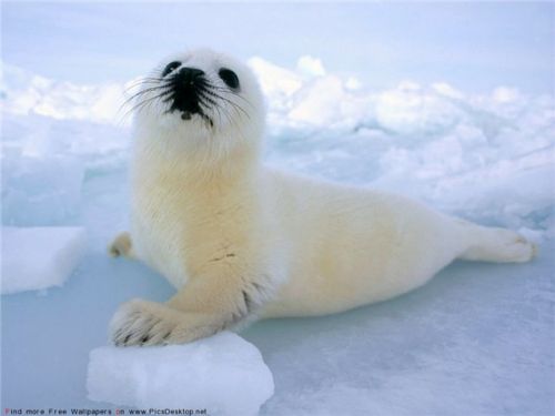 Vînătoarea comercială de foci e pe sfîrşite
