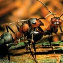 Insectele inteligente