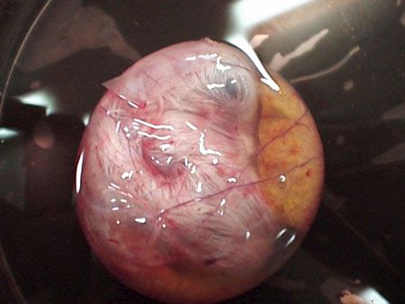 Puiul crescut într-o cutie Petri (Foto)