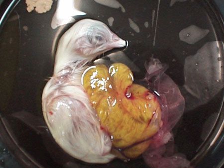Цыплёнок, выращенный в чашке Петри (Фото)