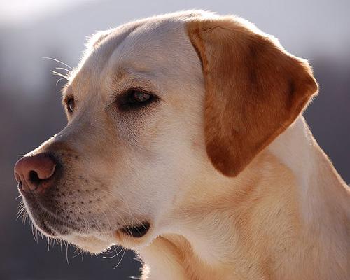 7 невероятно верных собак (Фото + Видео)