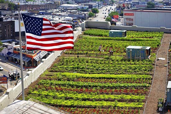 Крупнейшая в мире ферма на крыше в Бруклине расширяется!
