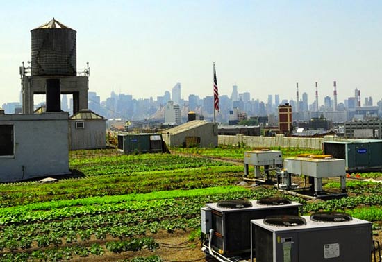Cea mai mare fermă din lume, situată pe acoperiş din Brooklyn, se extinde!