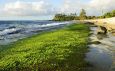 Биотопливо: бензин на основе водорослей